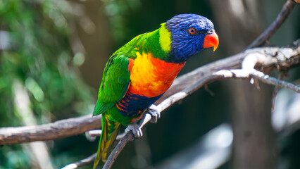 Rainbow Lorikeet in Sydney 
