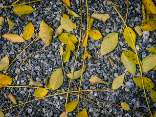 gooseberry leaves on stone background