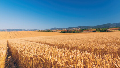 Golden wheat field under clear blue sky