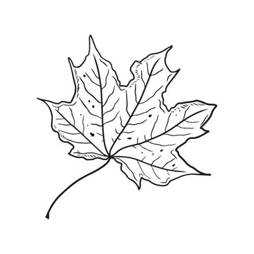 recommend clip art: Beautiful realistic maple autumn leaf in black isolated on white. Hand drawn vector sketch illustration in doodle engraved vintage line art style. Autumn leaves with dots, botanical drawing