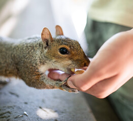 Close up of squirrel eating nuts from a boy hand outdoors in new york city © VictorCanalesStudio