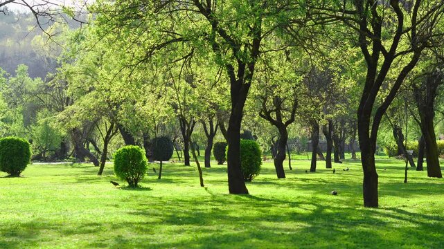 serene view from Badam Wari Park in Srinagar, with blooming almond trees during the spring season. Lush green and peaceful retreat in Srinagar City, Kashmir India. Pigeons lurking in green grass.
