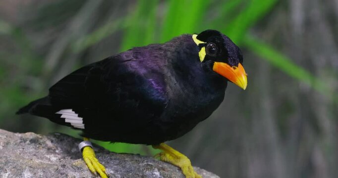 Common Hill Myna, colorful bird sitting on a branch, Gracula religiosa 