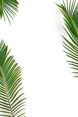 Tropical leaf palm tree ( sago palm ) on a white background with space for text. Top view, flat lay