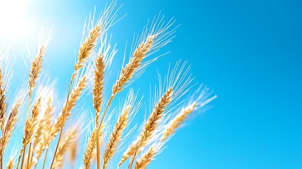 Fototapeta premium Golden wheat stalks stretch toward the bright blue sky, a symbol of harvest and growth.