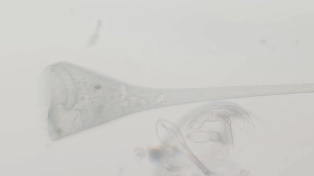 stentor, Stentor, Trumpet Animalcule,  genus of the ciliate, ciliate,