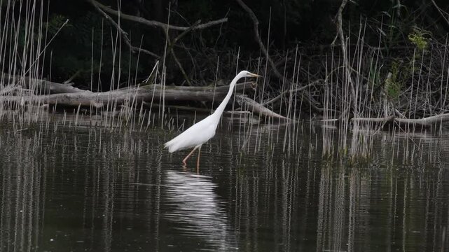 white heron, Casmerodium album, bird, heron, water, pond, white heron, Casmerodium album, bird, heron, water, pond, Punte Alberete, Po delta National Park, Italy,  ITALY