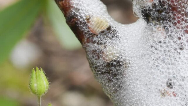 spittlebugs larva on willow, frog hoppers larva,  cuckoo spit insects larva, insect,  larva, Cogne, Gran Paradiso National Park, Italy