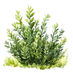 Fototapeta premium Green bushes art illustration watercolor.