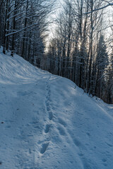 Snow covered hiking trail in winter forest in Moravskoslezske Beskydy mountains in Czech republic