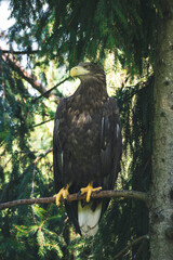 A large bird of prey sits on a branch
