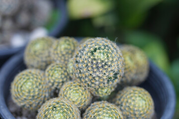 close up of green cactus in pot