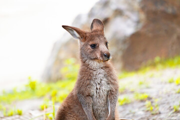 Cute red-necked wallaby, or Bennett's wallaby, isolated on beautiful natural blurred background. Australian macropod marsupial animal. Wallabies are found in east and southeast Australia and Tasmania.