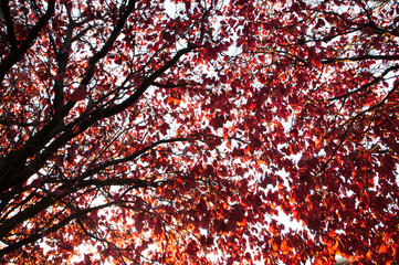 Red autumn leaves on the tree, backgrounds and textures.