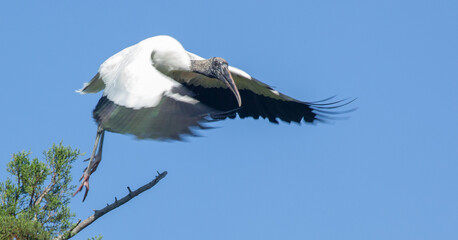 Wood Stork in nature
