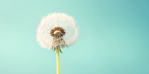 Obraz premium Dandelion Seed Head Close-Up Highlighted by Blue Pastel Background