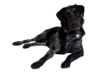 Happy dog on a white background