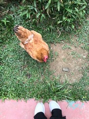 chicken legs in green grass