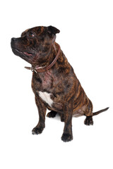 Staffordshire Bull Terrier dog