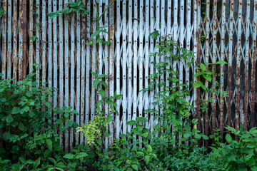 Old Wall sliding steel door,rusty iron hinged door tied with dense chains rusty old texture with green vine leaves that grows naturally background copy space text or design,Vintage style