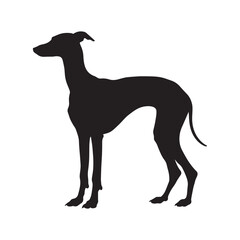 Obraz premium Whippet dog silhouette Design, Dog Clipart vector illustration in black and white 