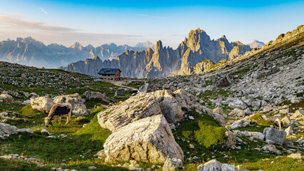 Auronzo di Cadore, Veneto, Italia: Scenic view of the Sesto Dolomites with Lavaredo hut and a cow...