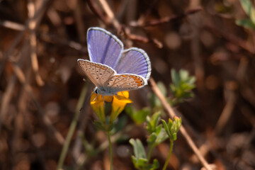butterfly, insect, nature, flower, summer, animal, macro, garden, wildlife, orange, beauty, spring, plant, wing, wings, beautiful, yellow, butterflies, fly, colorful, color, black, fauna, closeup, flo