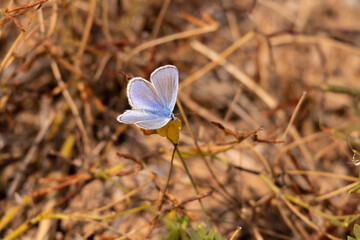 butterfly, insect, nature, flower, summer, animal, macro, garden, wildlife, orange, beauty, spring, plant, wing, wings, beautiful, yellow, butterflies, fly, colorful, color, black, fauna, closeup, flo
