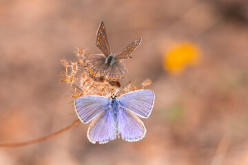 Fototapeta premium butterfly, insect, nature, flower, summer, animal, macro, garden, wildlife, orange, beauty, spring, plant, wing, wings, beautiful, yellow, butterflies, fly, colorful, color, black, fauna, closeup, flo