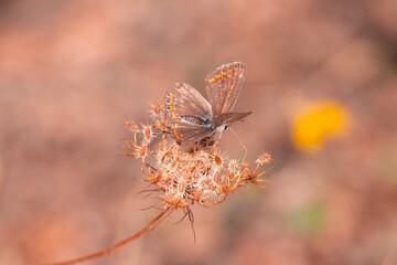 butterfly, insect, nature, flower, summer, animal, macro, garden, wildlife, orange, beauty, spring, plant, wing, wings, beautiful, yellow, butterflies, fly, colorful, color, black, fauna, closeup, flo