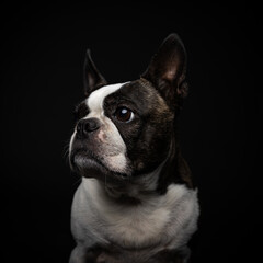 Boston terrier