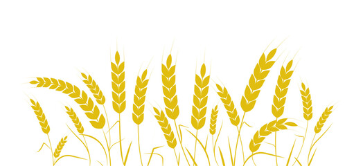 Wheat ears or rice. Rice plant. Rice field. Wheat pattern. Harvest agricultural. Vector illustration