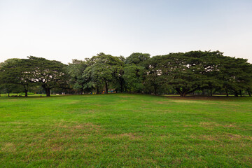 Green meadow grass sunset blue sky tree city park forest