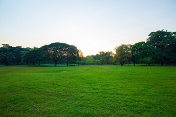 Green meadow grass sunset blue sky tree city park forest