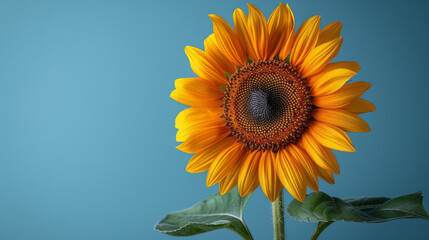 Obraz premium A single, large sunflower head with bright yellow petals and a spiraling pattern of seeds,