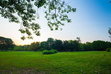 Green meadow grass sunset blue sky tree city park forest