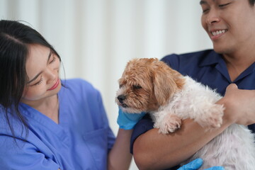 Annual health check-up and vaccination for dogs at the animal hospital and vaccination against...