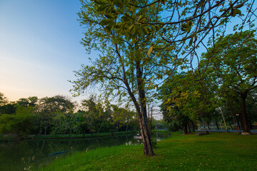 Green meadow grass sunset blue sky tree city park forest