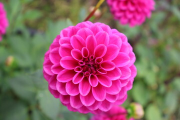 Dahlia at a field of colorfull flowers with a bee/fly.