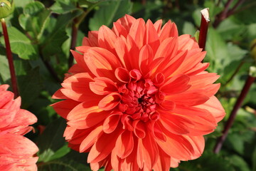 Dahlia at a field of colorfull flowers with a bee/fly.