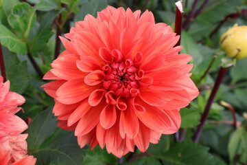 Dahlia at a field of colorfull flowers with a bee/fly.