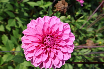 Dahlia at a field of colorfull flowers with a bee/fly.