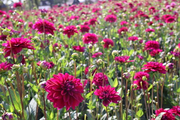 Dahlia at a field of colorfull flowers with a bee/fly.