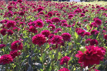 Fototapeta premium Dahlia at a field of colorfull flowers with a bee/fly.