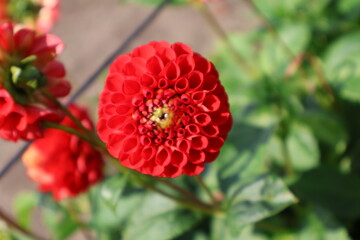 Dahlia at a field of colorfull flowers with a bee/fly.