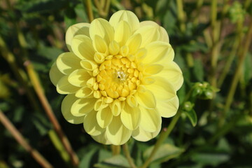 Dahlia at a field of colorfull flowers with a bee/fly.