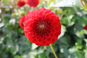 Dahlia at a field of colorfull flowers with a bee/fly.