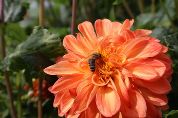 Dahlia at a field of flowers with a lot of color and a bee/fly