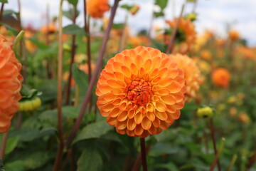 Dahlia at a field of flowers with a lot of color and a bee/fly