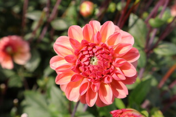 Fototapeta premium Dahlia at a field of flowers with a lot of color and a bee/fly